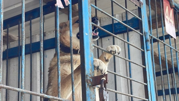 Злые как собаки: в Астраханской области не без происшествий полгода действует закон, разрешающий эвтаназию бродячих собак