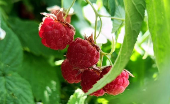 Ягода-малина, смородина и крыжовник: срезаем лишнее осенью — в июле кусты ломятся от ягод