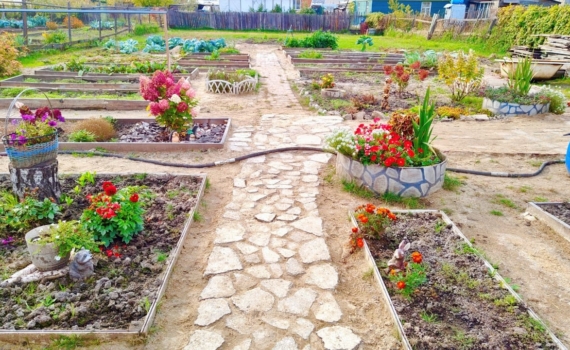 Осторожно, зола: растения, которые она только ослабит — узнайте, кому это удобрение не друг