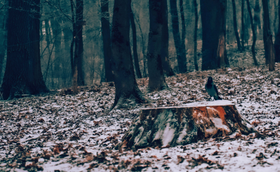 Звёздная искра перемен: что готовит 4 декабря для вашей жизни — день смелых решений