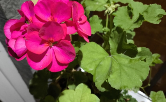 Как сохранить пеларгонию, если в квартире нет места? Компактный способ зимовки для весенней красоты Как сохранить пеларгонию, если в квартире нет места? Компактный способ зимовки для весенней красоты